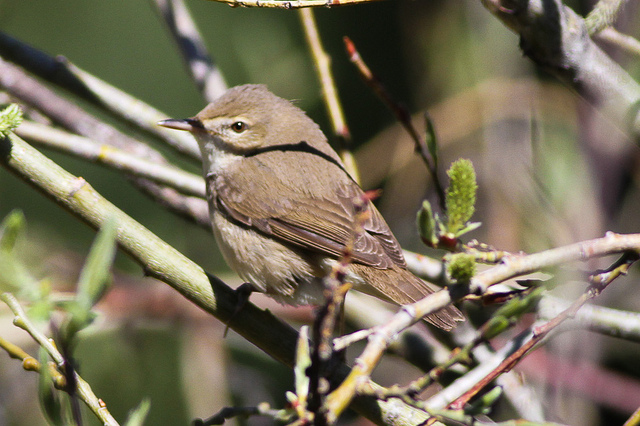 Kleine Spotvogel