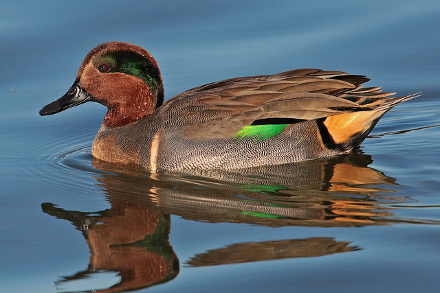 Amerikaanse Wintertaling