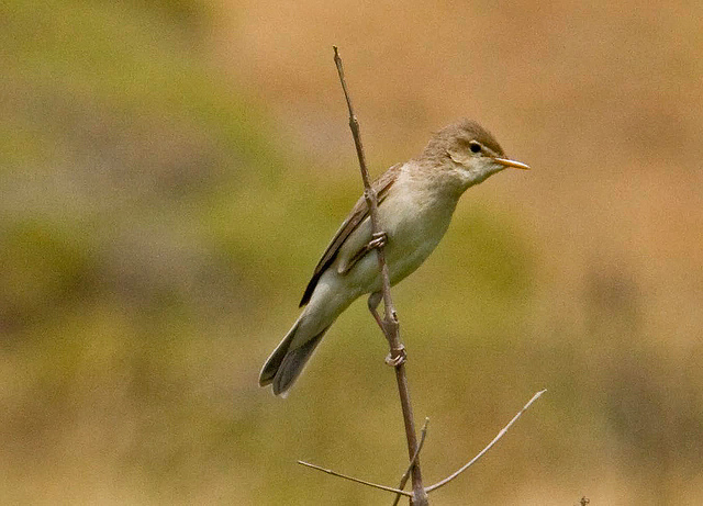 Oostelijke vale spotvogel