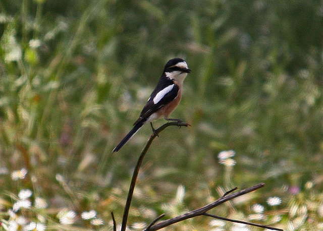 Maskerklauwier