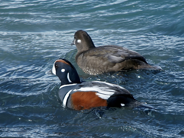 Harlekijneend