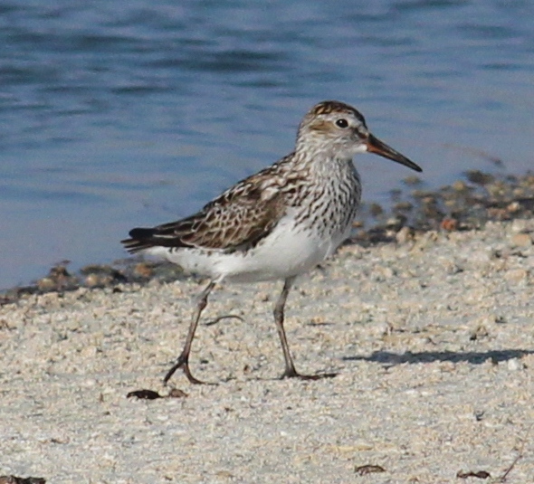 Bonapartes Strandloper