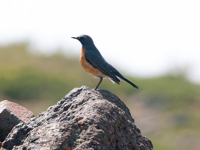 Perzische roodborst