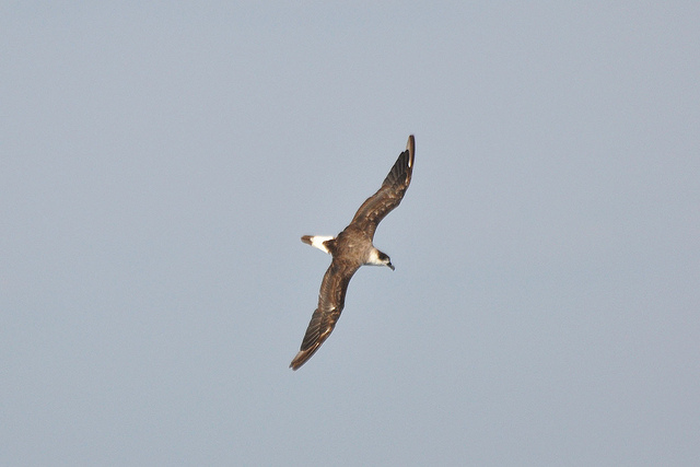 Zwartkapstormvogel