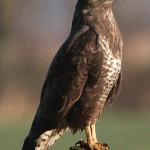 Buizerd