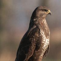 Buizerd