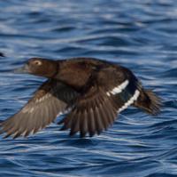 Stellers Eider