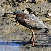 Groene Reiger