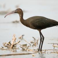 Zwarte Ibis