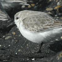 Kleine Strandloper