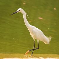 Kleine Zilverreiger