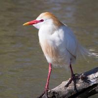 Koereiger