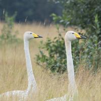 Wilde Zwaan