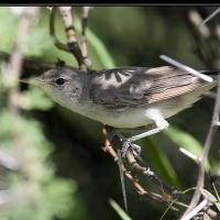 Griekse Spotvogel