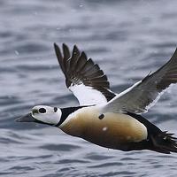 Stellers Eider