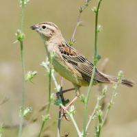 Bobolink