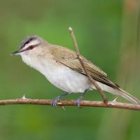 Roodoogvireo