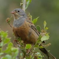 Bruinkeelortolaan