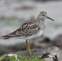 Gestreepte Strandloper