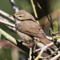 Kleine Spotvogel