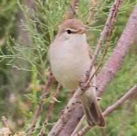 Sykes' Spotvogel