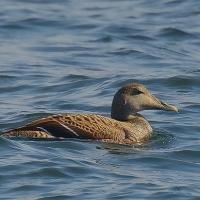 Eider
