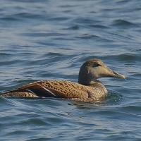 Eider