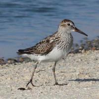 Bonapartes Strandloper