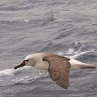 Geelneusalbatros