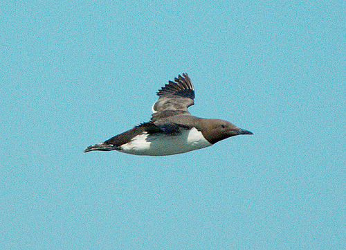 Zeekoet