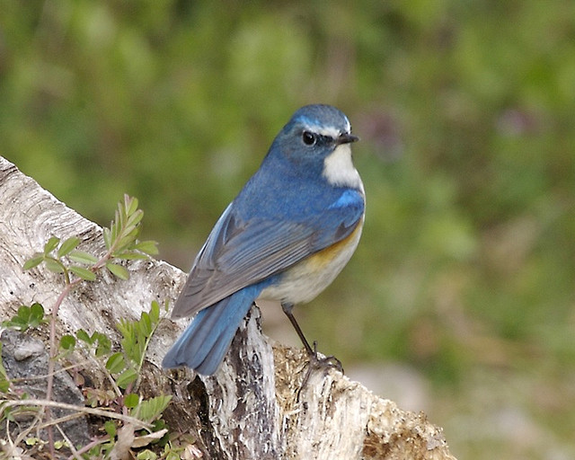 Red-flanked bluetail - Wikipedia