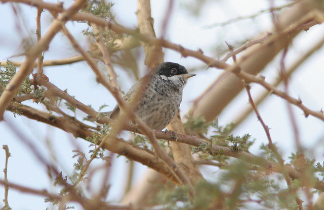 Cyprusgrasmus