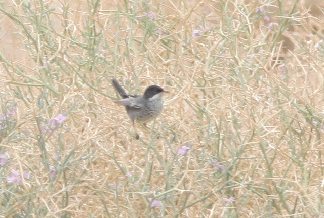 Cyprusgrasmus