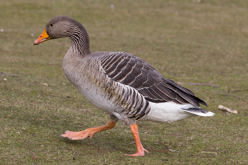 Grauwe Gans