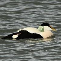 Eider